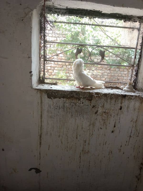 mian sub wala golden pair 6