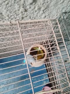 lovebirds and budgies