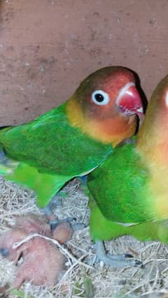 lovebirds