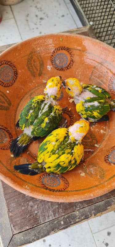sun conure nd rubino ramp 1