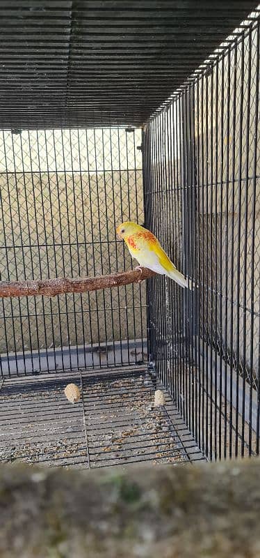 sun conure nd rubino ramp 2