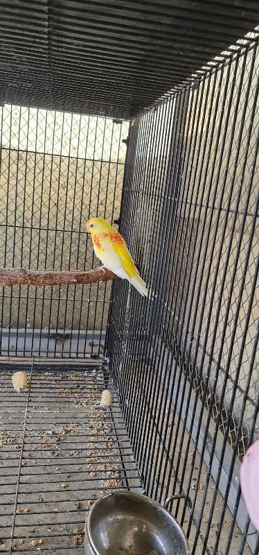 sun conure nd rubino ramp 3