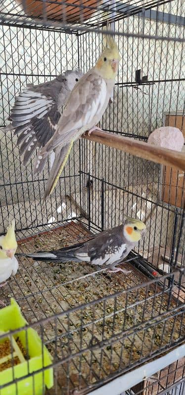 sun conure nd rubino ramp 4
