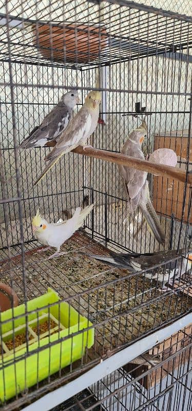 sun conure nd rubino ramp 5