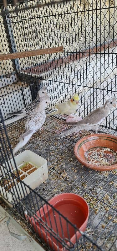 sun conure nd rubino ramp 6