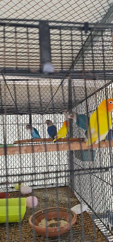 sun conure nd rubino ramp 8