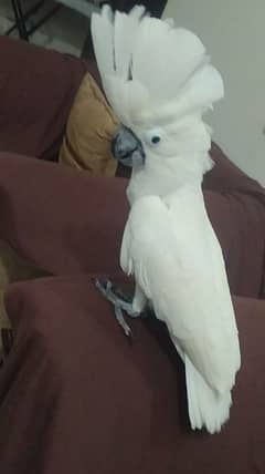 UMBRELLA COCKATOO /03152248124