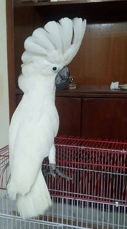 UMBRELLA COCKATOO /03152248124 1