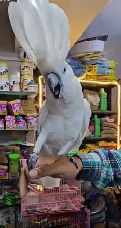 UMBRELLA COCKATOO /03152248124 2