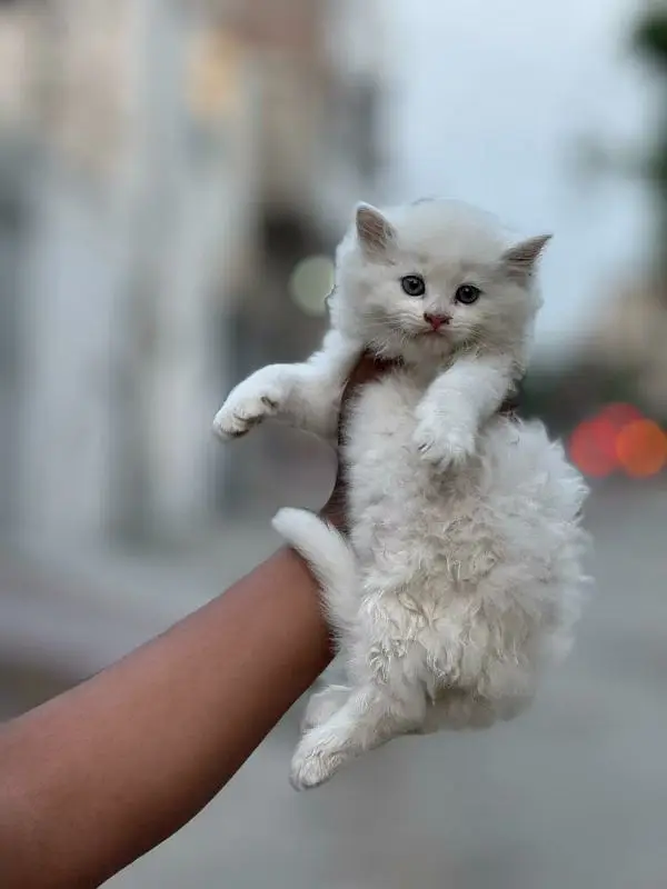 extra furry good quality kittens up for sale