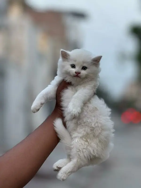 extra furry good quality kittens up for sale — photo 3