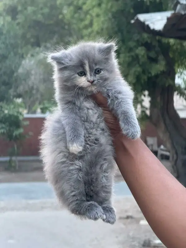 extra furry good quality kittens up for sale — photo 6