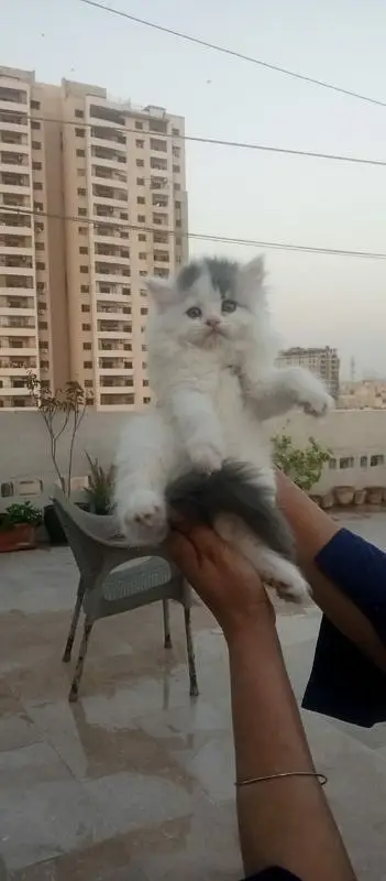 extra furry good quality kittens up for sale — photo 11
