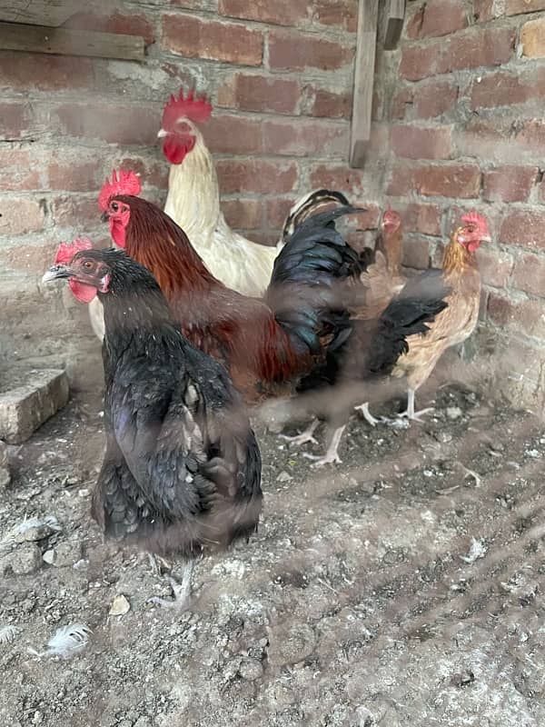 5 Hens 1 male daily eggs Laying 0