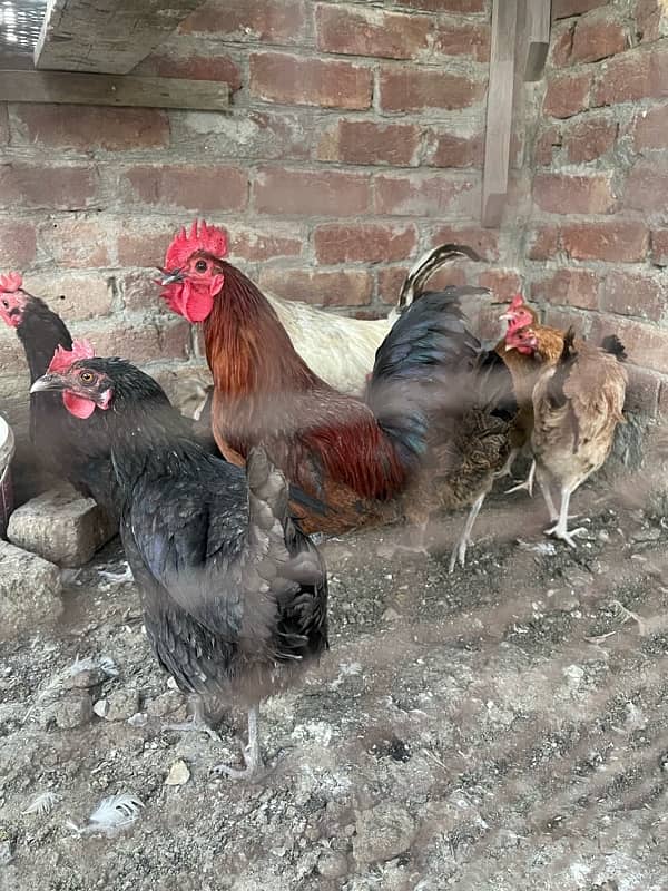 5 Hens 1 male daily eggs Laying 1