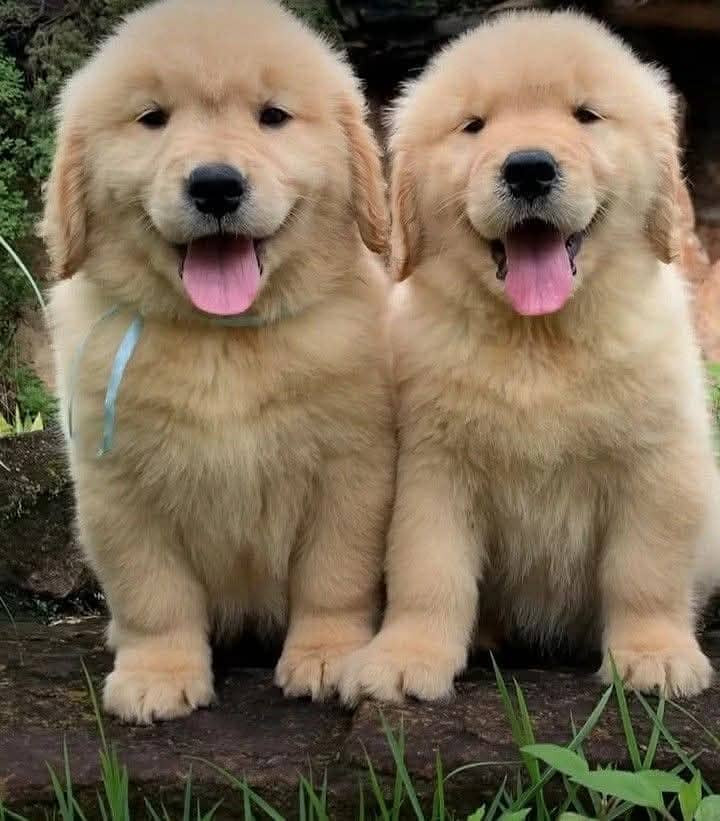 Golden Retriever | Puppy | Dog for sale 2