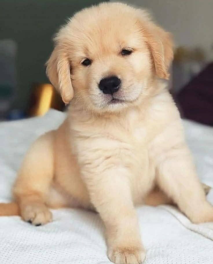 Golden Retriever | Puppy | Dog for sale 3