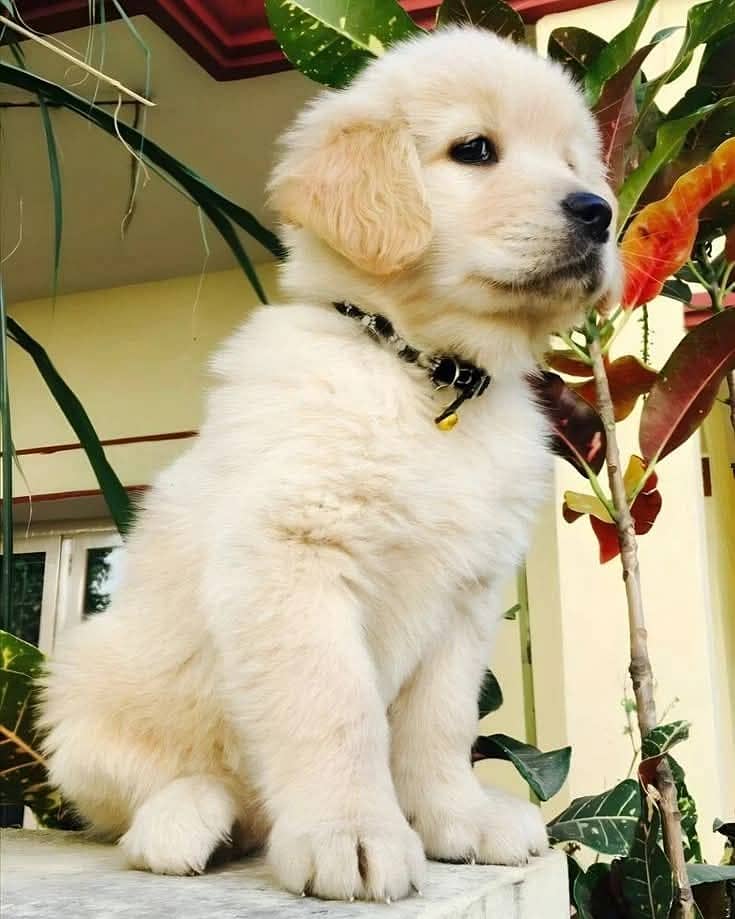 Golden Retriever | Puppy | Dog for sale 5
