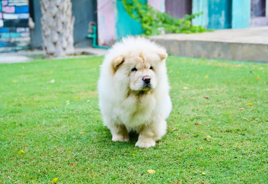 Chow chow Puppy for sale 0