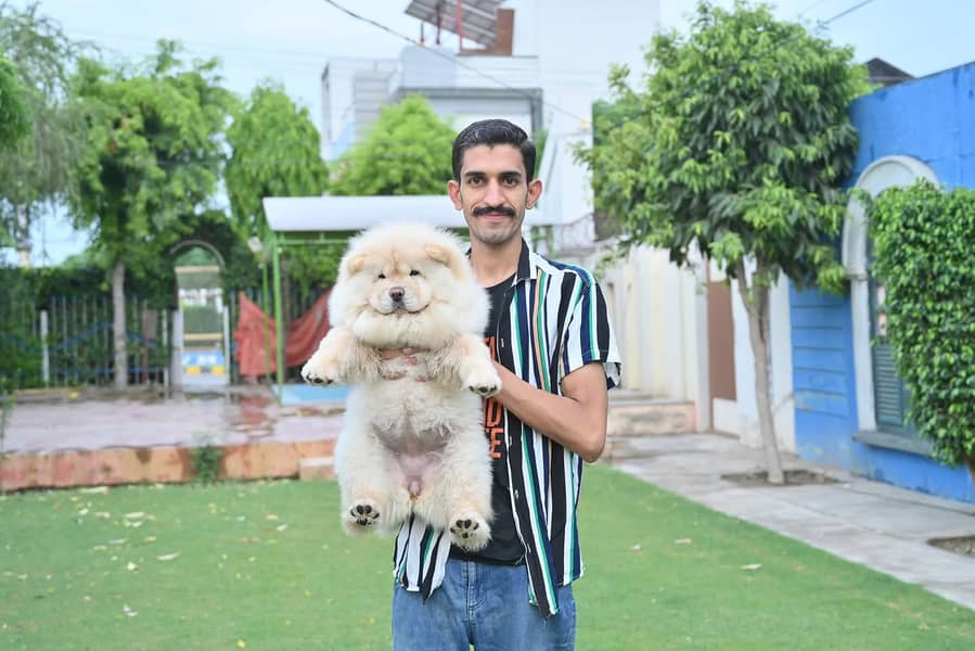 Chow chow Puppy for sale 2