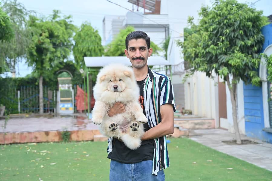 Chow chow Puppy for sale 3