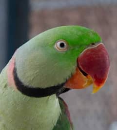 Wildlife Licensed Alexandrine Raw / Raa / Kashmir Chicks