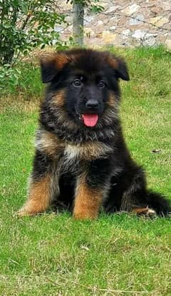 german shepherd male puppy