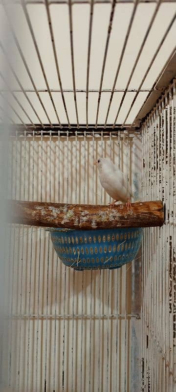 java birds and African collared dove or Ring-necked dove 0