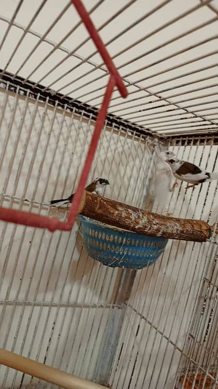 java birds and African collared dove or Ring-necked dove 2