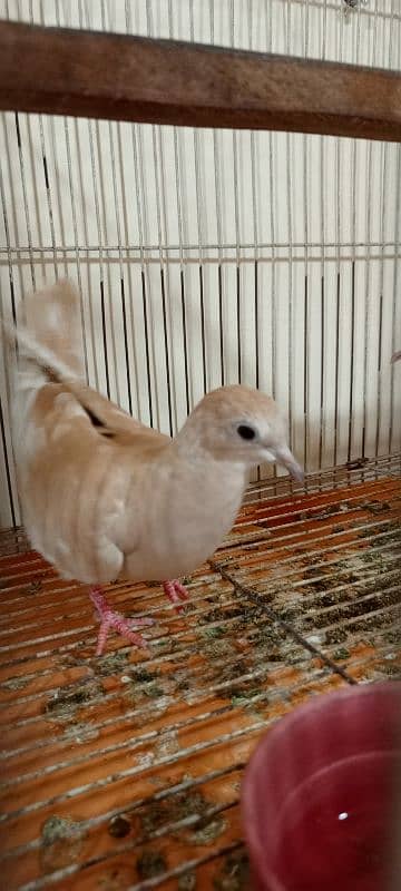 java birds and African collared dove or Ring-necked dove 3
