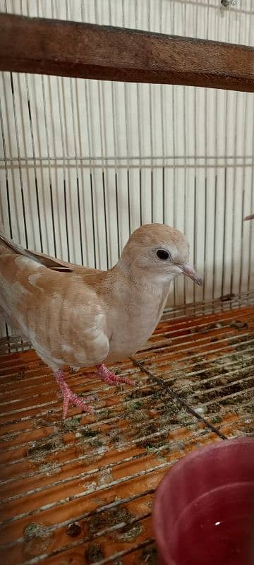 java birds and African collared dove or Ring-necked dove 5