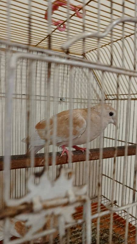 java birds and African collared dove or Ring-necked dove 6