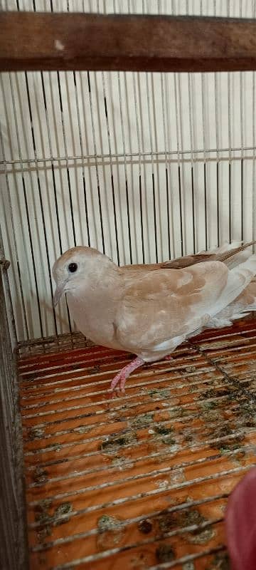 java birds and African collared dove or Ring-necked dove 7