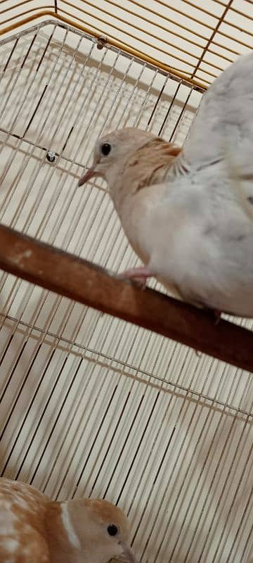 java birds and African collared dove or Ring-necked dove 8