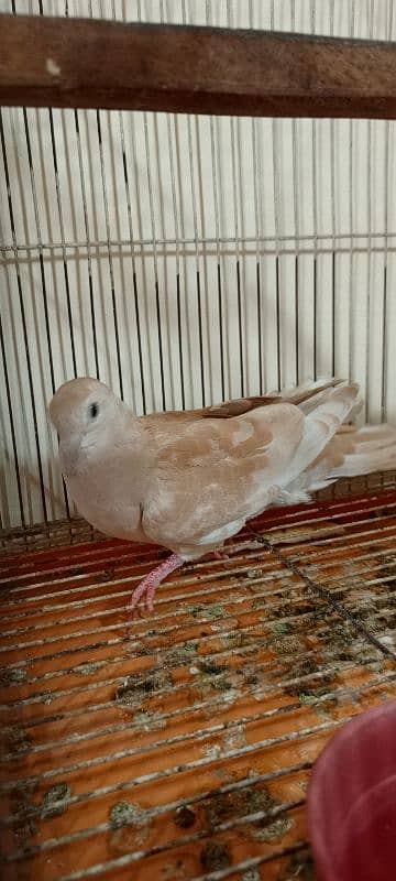 java birds and African collared dove or Ring-necked dove 9