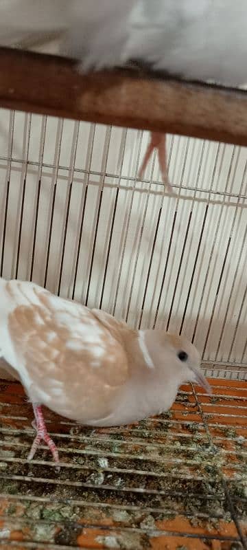 java birds and African collared dove or Ring-necked dove 11