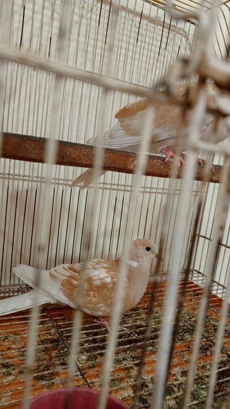 java birds and African collared dove or Ring-necked dove 13
