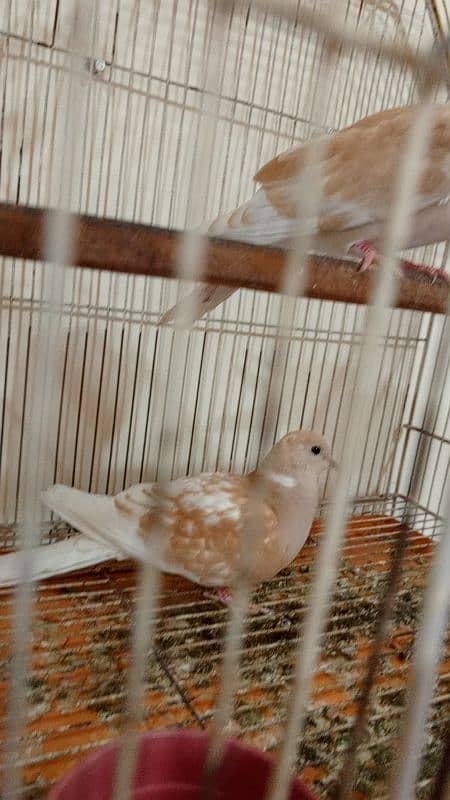 java birds and African collared dove or Ring-necked dove 14