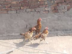 2 murghy aseel 1 murghi aseel