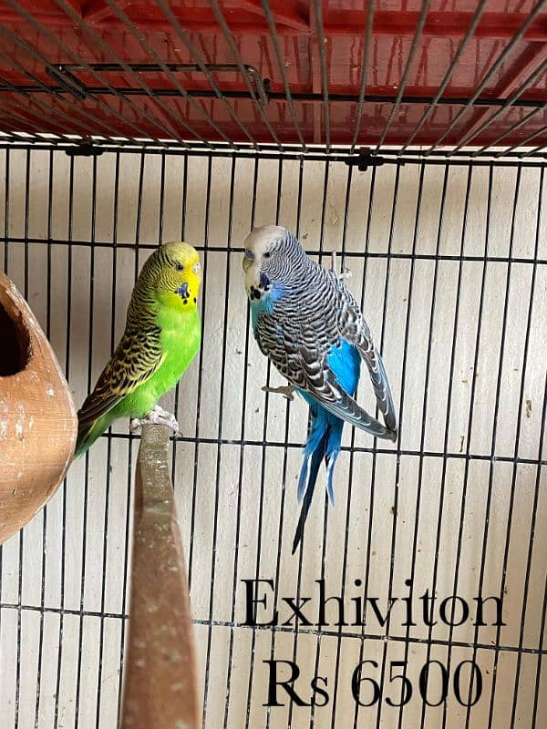 java , King size budgies and exhiviton pairs 0