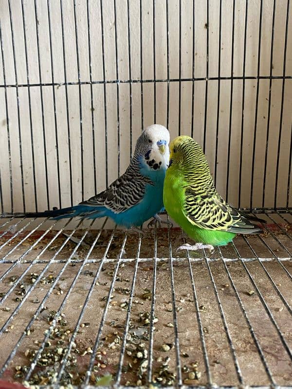 java , King size budgies and exhiviton pairs 2