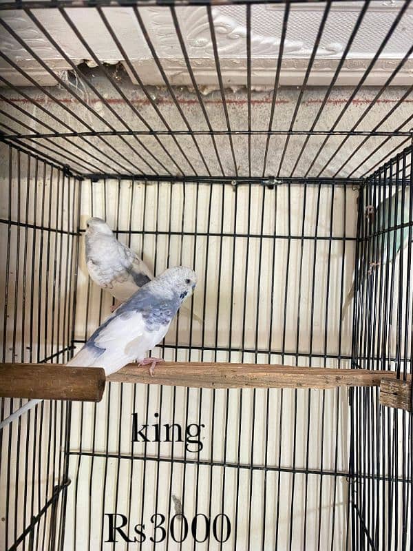 java , King size budgies and exhiviton pairs 3