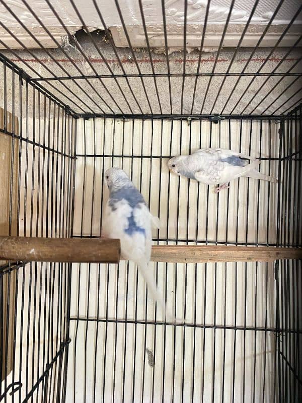 java , King size budgies and exhiviton pairs 4