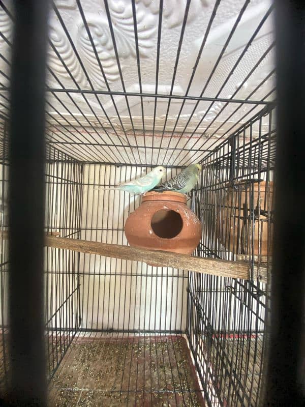 java , King size budgies and exhiviton pairs 7