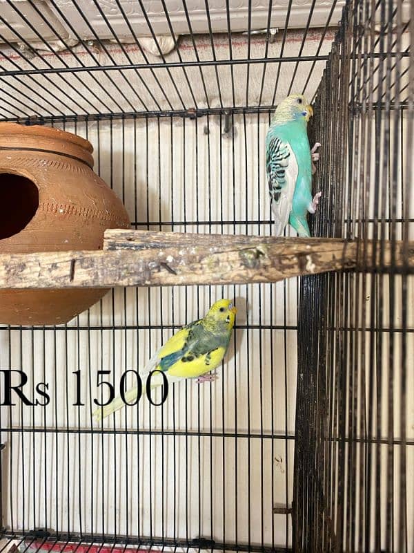 java , King size budgies and exhiviton pairs 8