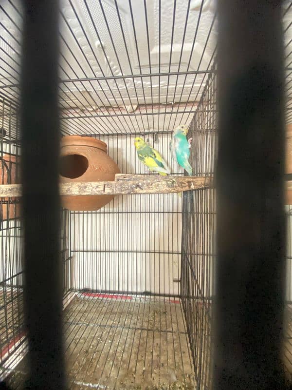 java , King size budgies and exhiviton pairs 9
