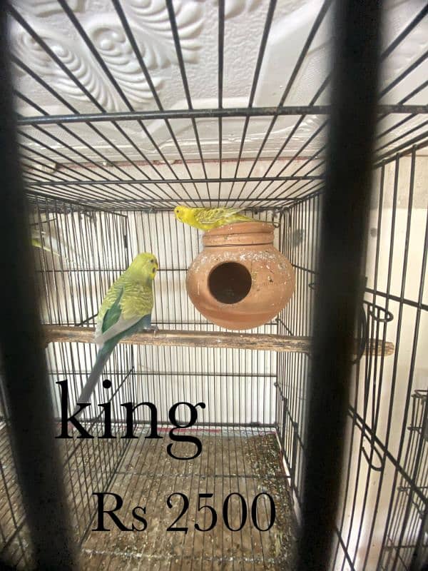 java , King size budgies and exhiviton pairs 10