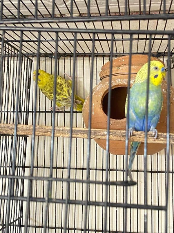 java , King size budgies and exhiviton pairs 11