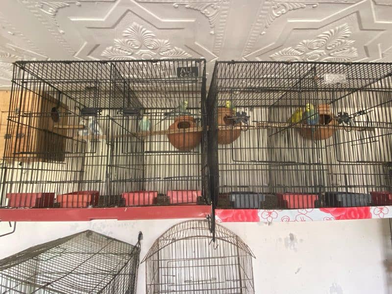 java , King size budgies and exhiviton pairs 12