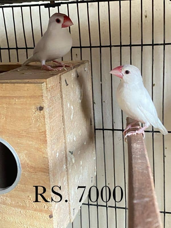 java , King size budgies and exhiviton pairs 13